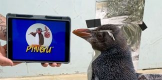 Pierre, Penguin In Perth, Is A Pingu Fan