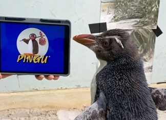 Pierre, A Rescued Penguin In Perth, Is A Pingu Fan Pierre, Penguin In Perth, Is A Pingu Fan
