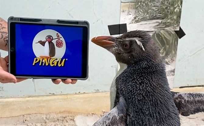 Pierre, Penguin In Perth, Is A Pingu Fan