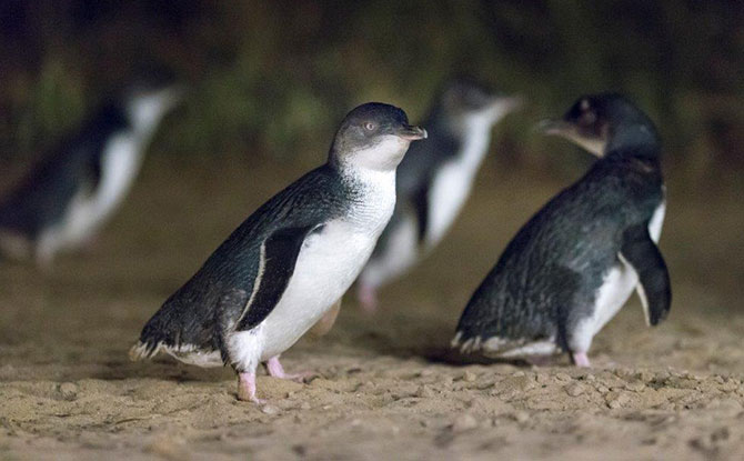 Little Penguins