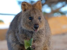8 Jokes And Puns About Quokkas To Get You Quok You Up