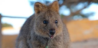 8 Jokes And Puns About Quokkas To Get You Quok You Up