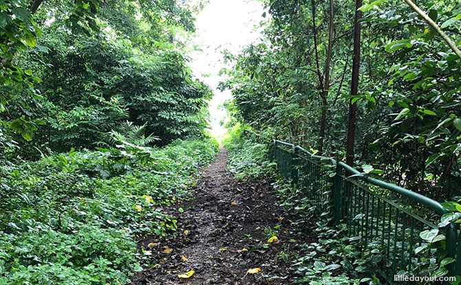 Walkway at the Green Corridor