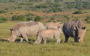 world-rhino-day