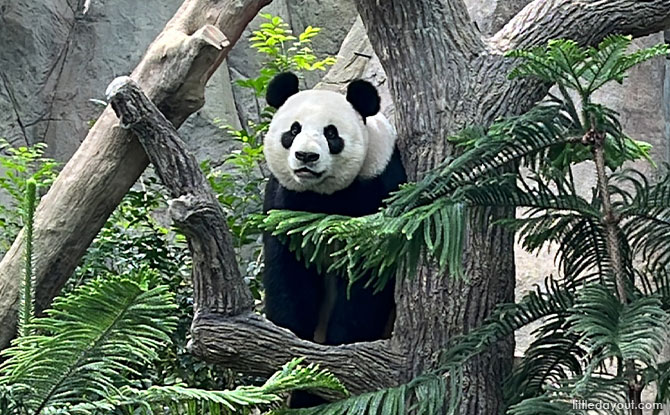 Giant Pandas