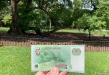 Little Stories: Singapore Botanic Gardens’ 150-Year-Old, $5 Note Tembusu Tree The $5 Note Tree