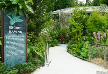 Exploring The Secret Ravine At National Orchid Garden Exploring The Secret Ravine At National Orchid Garden