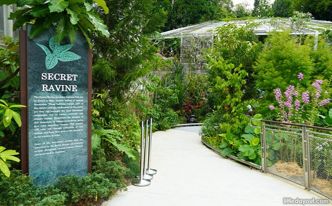 Exploring The Secret Ravine At National Orchid Garden