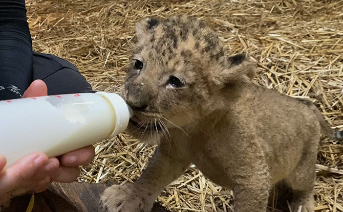 Simba the Lion Cub