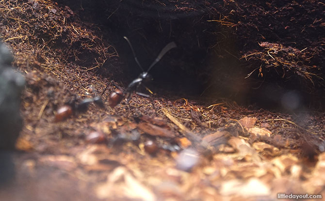 22 varieties of ants on display at the Singapore Ants Exhibition