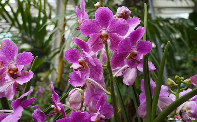 Vanda Kulwadee Fragrance x Papilionanda Miss Joaquim