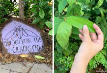 Sensory Trails, Gardens & Parks In Singapore: Engaging The Five Senses Telok Blangah Hill Park Therapeutic Garden
