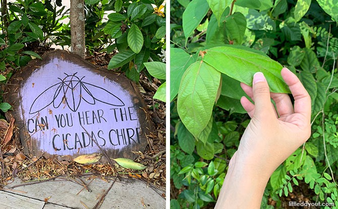 Telok Blangah Hill Park Therapeutic Garden: Well-Being Through Nature Telok Blangah Hill Park Therapeutic Garden