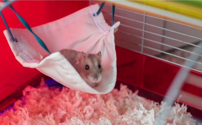 temasek mask hamster hammock