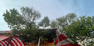 Little Stories: Where To Find a Tempinis Tree In Tampines