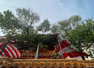 Little Stories: Where To Find a Tempinis Tree In Tampines Little Stories: Where To Find a Tempinis Tree In Tampines