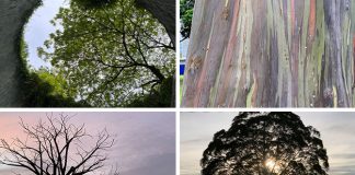 5 Iconic Trees in Singapore
