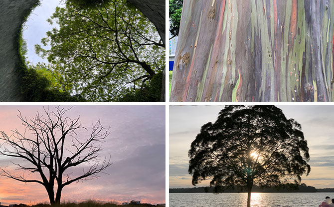 5 Iconic Trees in Singapore