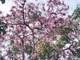 Where To View Trumpet Trees & “Sakura Pink" Flowers In Singapore