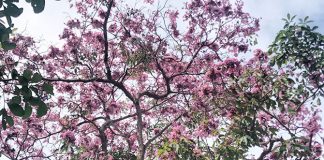 Where To View Trumpet Trees & “Sakura Pink" Flowers In Singapore