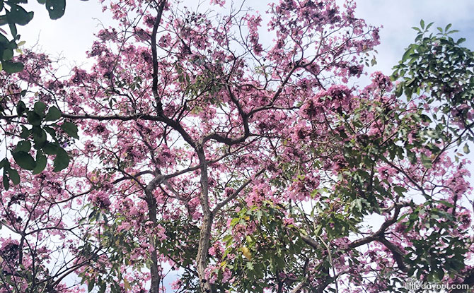 01-trumpet-trees Where To View Trumpet Trees & “Sakura Pink" Flowers In Singapore