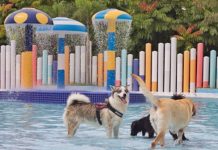 Wag & Wild: Dog Water Park In Singapore For Pawrents And Pooches Wag & Wild: Dog Water Park In Singapore For Pawrents And Pooches