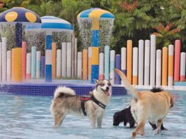 Wag & Wild: Dog Water Park In Singapore For Pawrents And Pooches