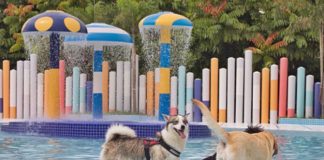 Wag & Wild: Dog Water Park In Singapore For Pawrents And Pooches