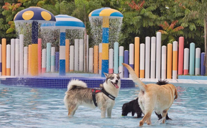 Wag & Wild: Dog Water Park In Singapore For Pawrents And Pooches