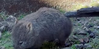 cute wombat