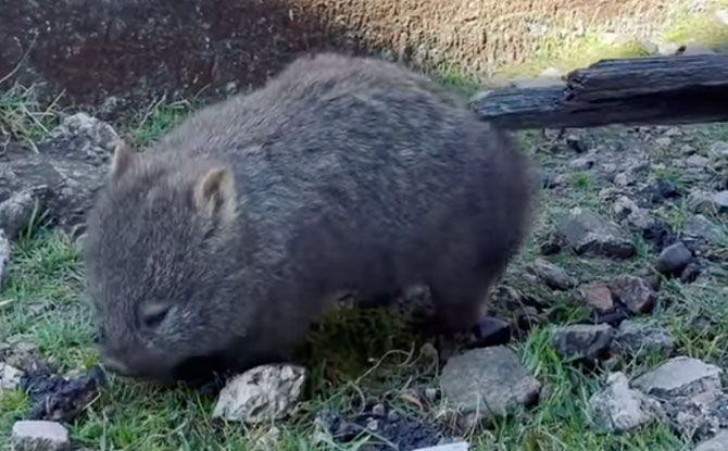 cute wombat