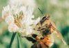 World Bee Day: Shows To Get The Buzz On Bees
