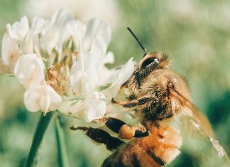 World Bee Day: Shows To Get The Buzz On Bees World Bee Day: Shows To Get The Buzz On Bees