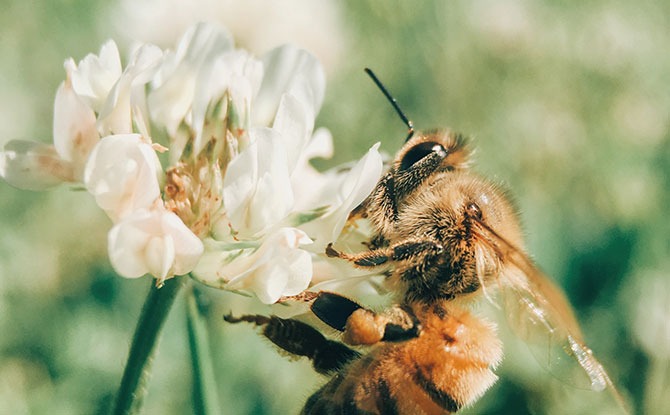 World Bee Day: Shows To Get The Buzz On Bees