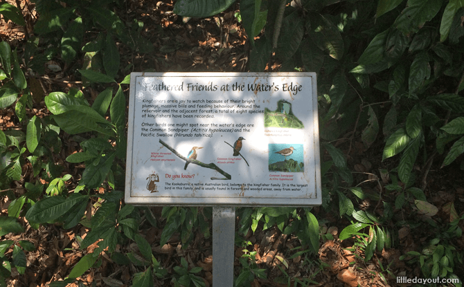 MacRitchie Broadwalk