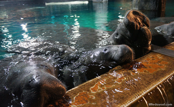 Meeting these lovable manatees was such a pleasure!