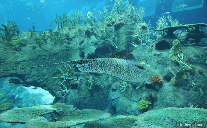 RWS SEA Aquarium Manta Ray