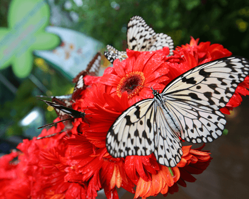 Butterfly Garden