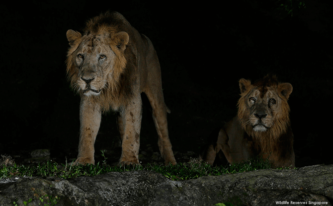 Night Safari Asiatic Lion