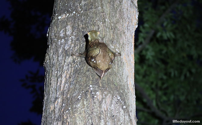 Little Night Outings: Nature Night Walks - Colugo