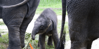 Baby Elephant Night Safari