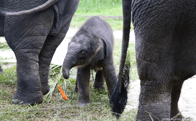 Baby Elephant Night Safari