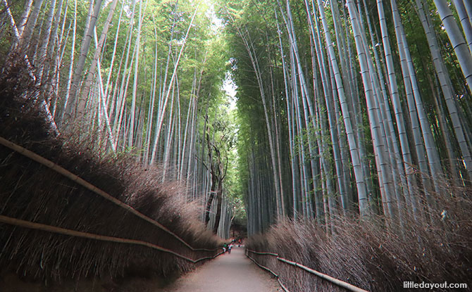 Bamboo Grove, Kyoto, Japan