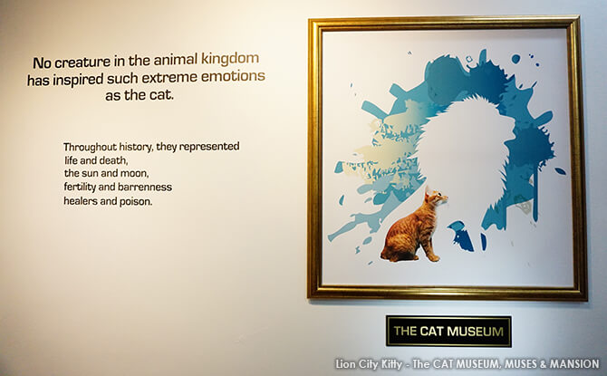 Cat Museum