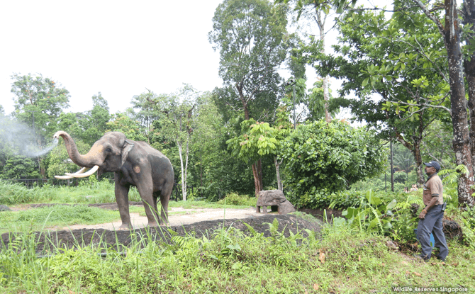 Chawang, Night Safari’s Animal Icon