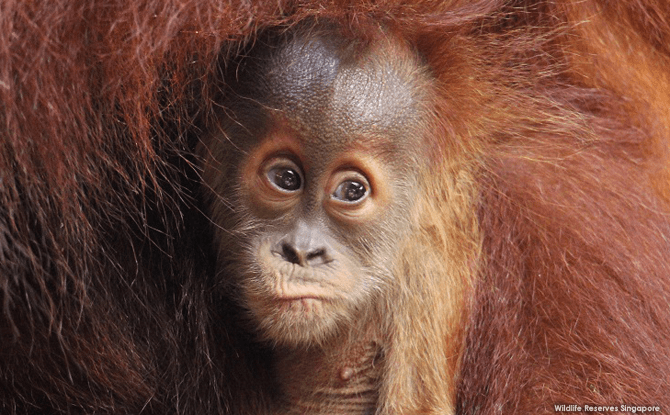 Children's Day at Singapore Zoo