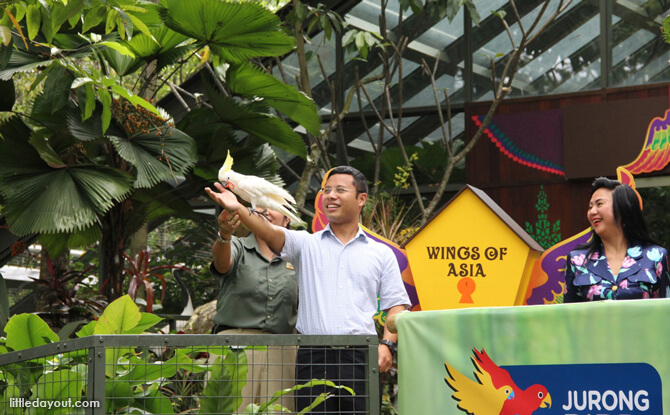 Cockatoo