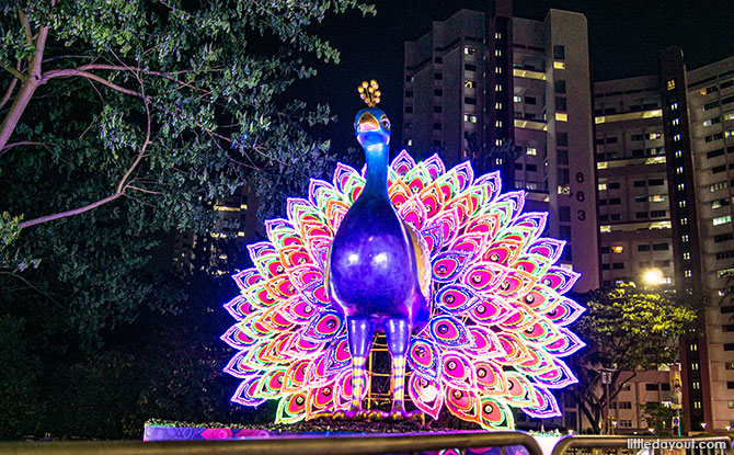 Peacocks at Little India, Singapore