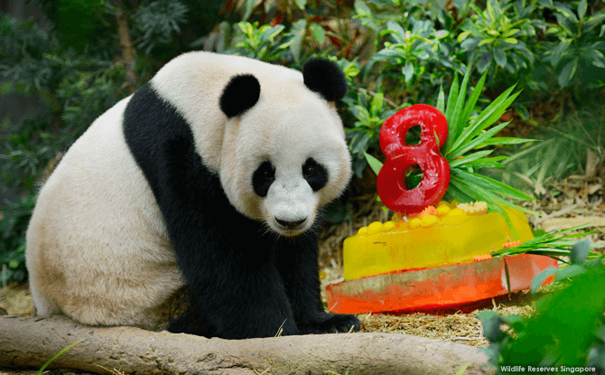 Jia Jia and her ice cake