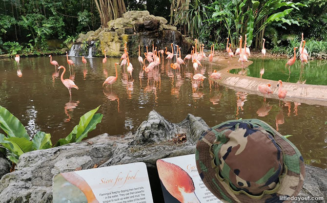 5 Ways To Rediscover Jurong Bird Park